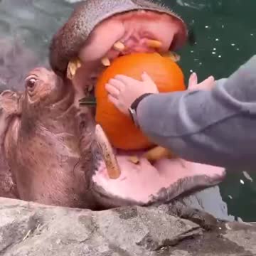 Hippo eating a pumpkin.