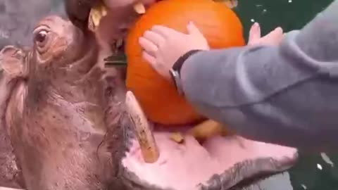 Hippo eating a pumpkin.