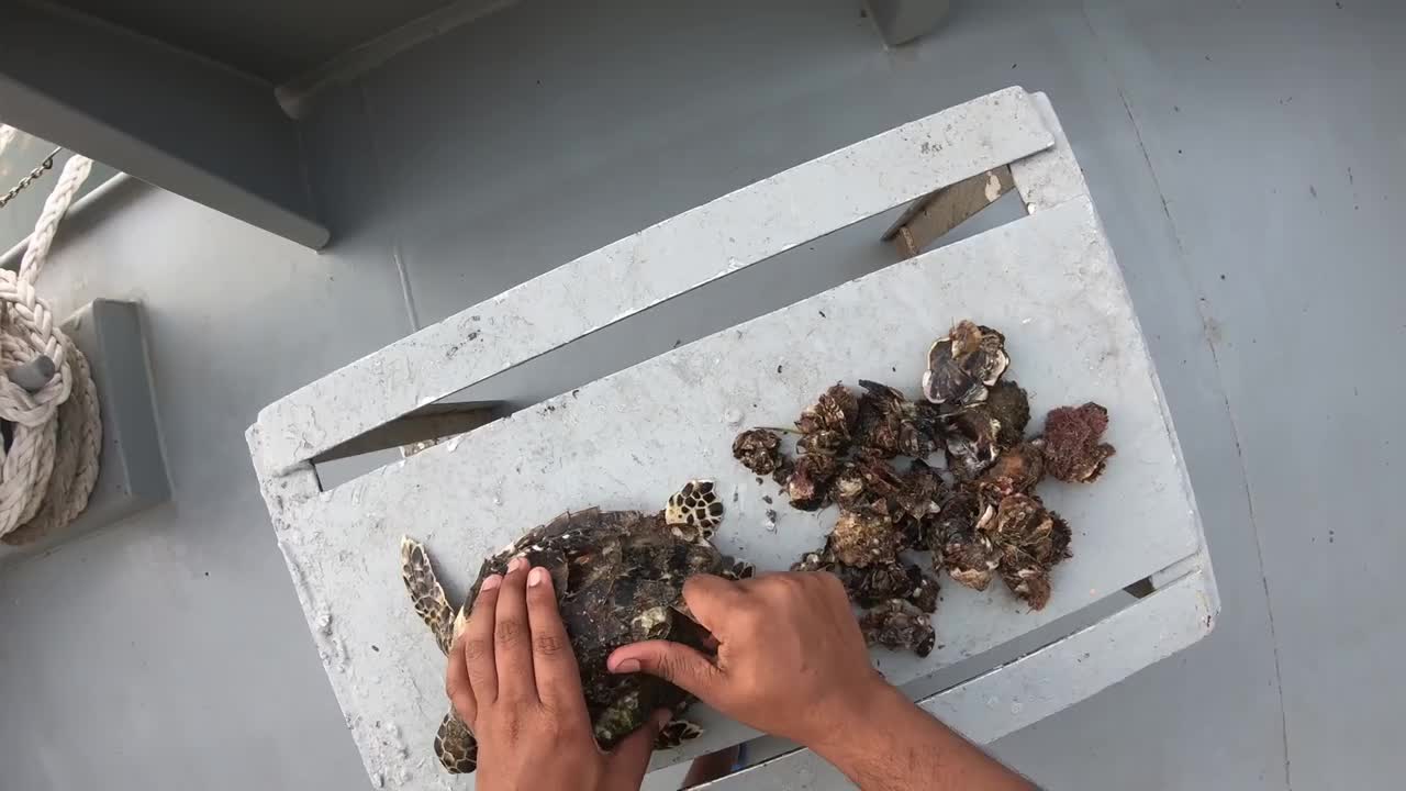 Rescue Sea Turtle Removing Barnacles From a Poor Sea Turtle | animals, Nature, turtles, ocean, ASMR