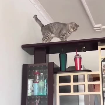 Funny Cats | Cat Fights | Cat Talk | Pet Animals #shorts #shortsvideos