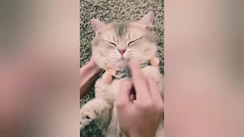 Cute and Funny Cat Short training videos Super