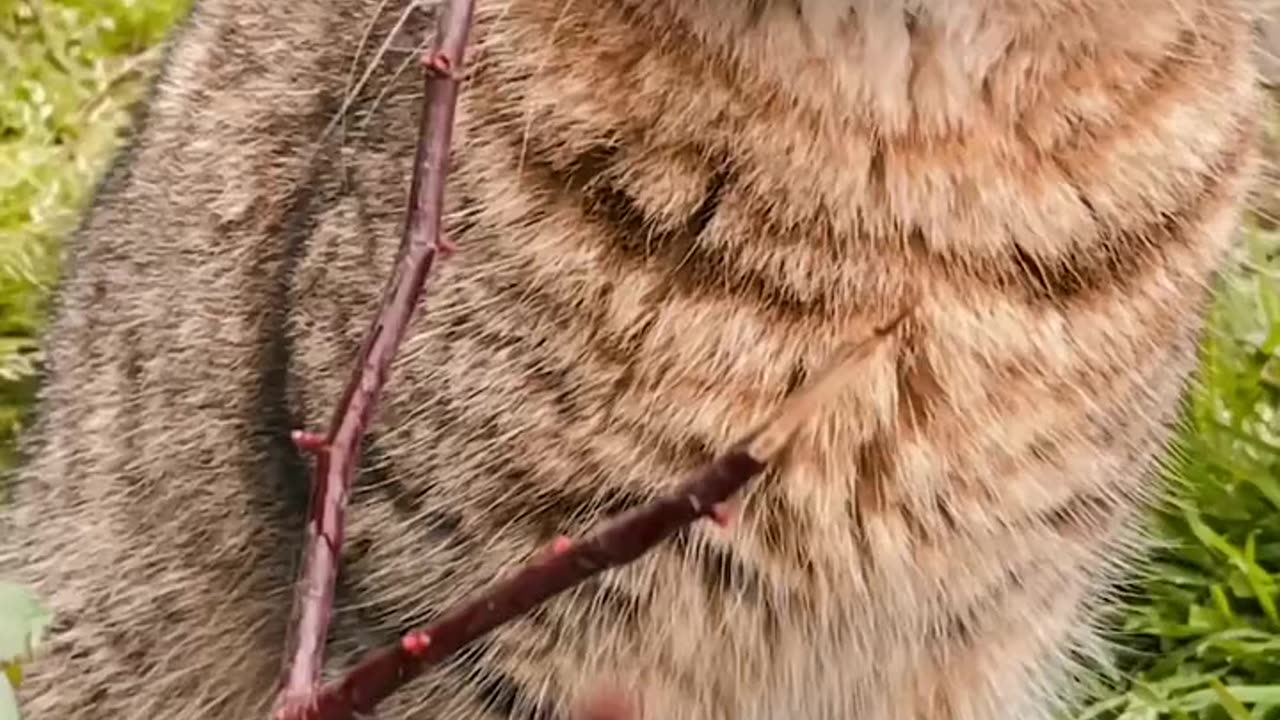 A beautiful cats