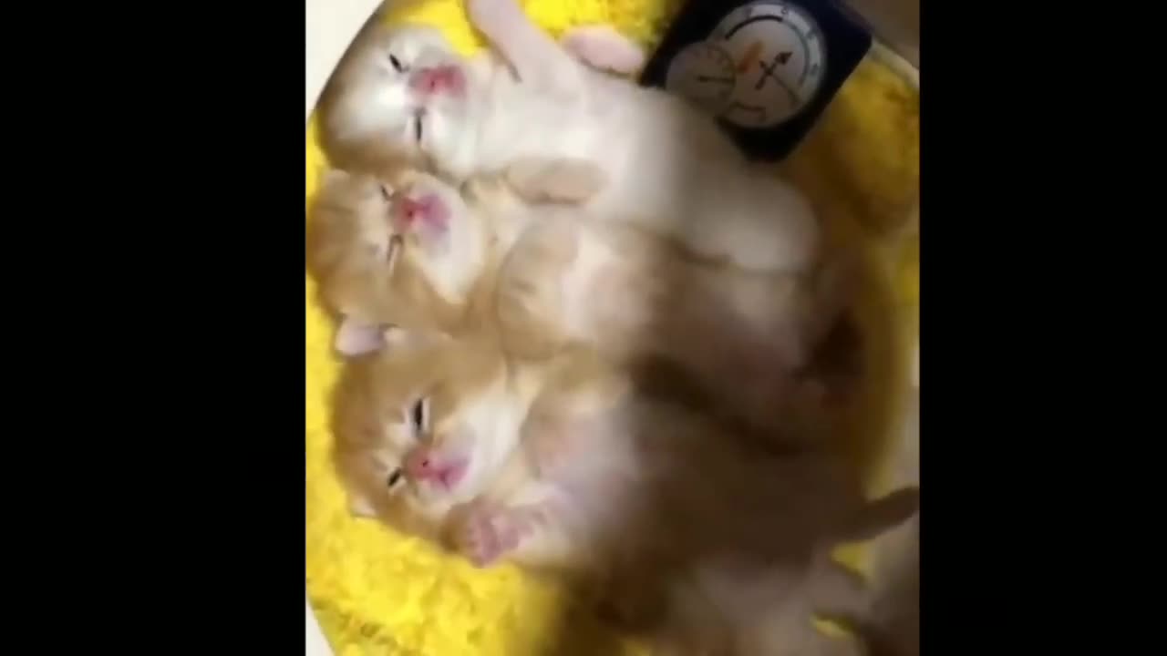 Cute cat videos and dogs 2023😘 cutestcat funny moment 😉