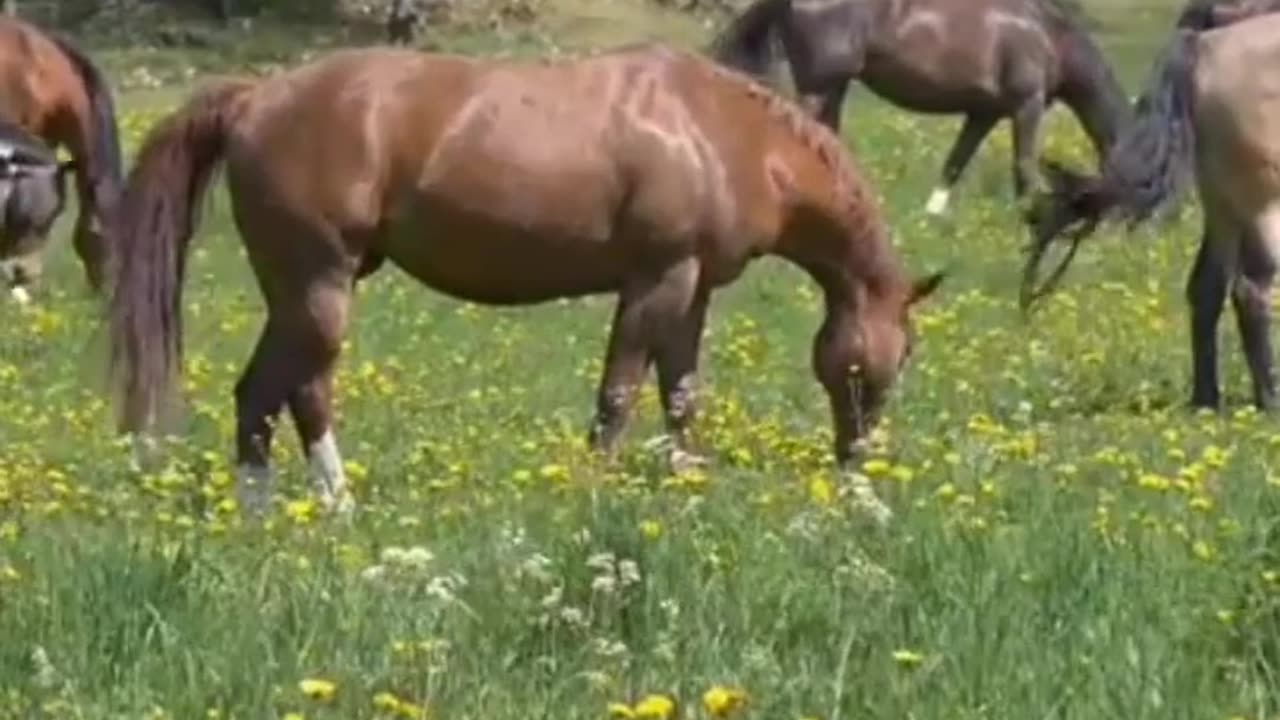 In harmony with nature #shorts #relaxingmusic #relaxationmusic #horses