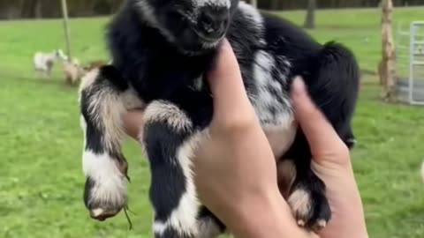 baby goat#goat
