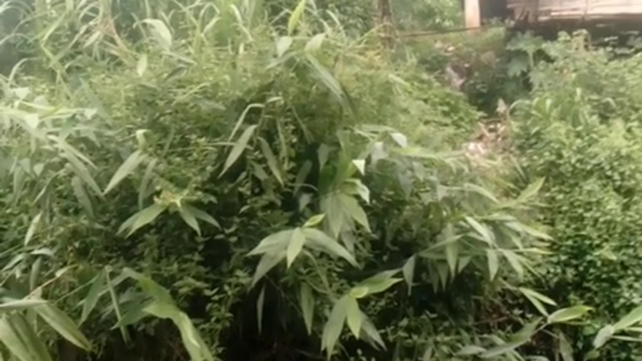 Nature of india