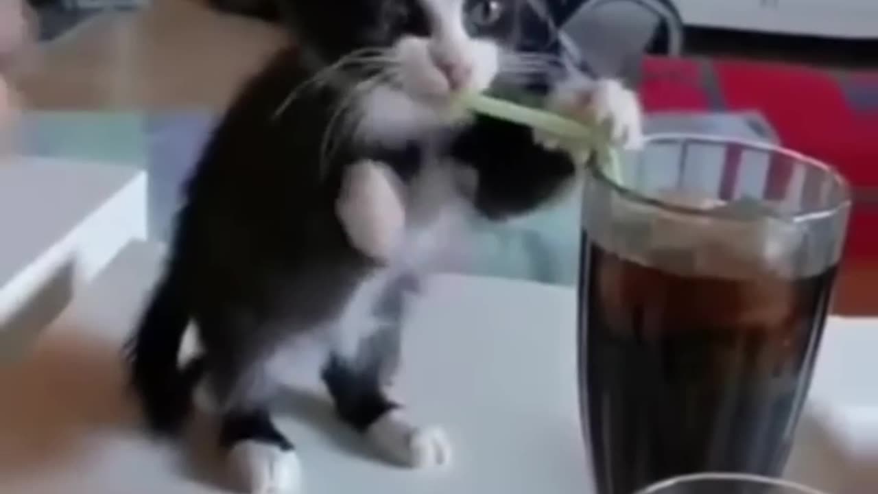 Funny animals 2023π - Funniest Cats and Dogs Videoππ