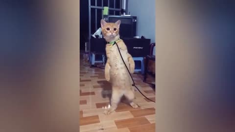 Best Funny Animal Videos 2023😂 Funniest Cats And Dogs Videos Will Make You Laugh