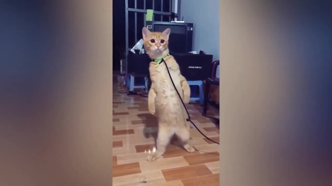 Best Funny Animal Videos 2023😂 Funniest Cats And Dogs Videos Will Make You Laugh