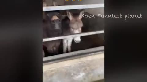 Funny animals videos 😂😂😂