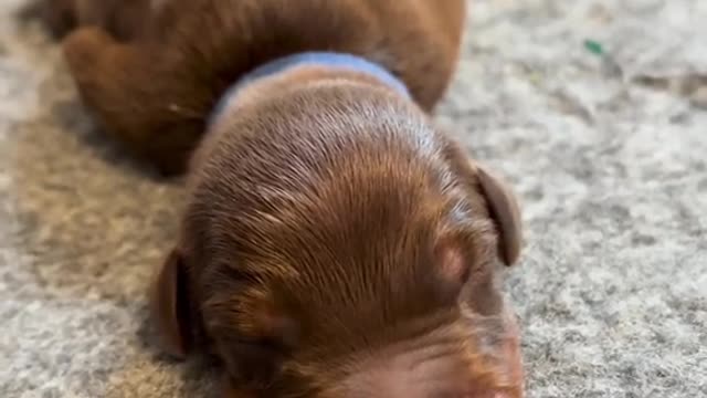 CUTE DOBERMAN PUPPY TRAINING | #doberman #anonathedoberman #bitework #dogtraining #fighter