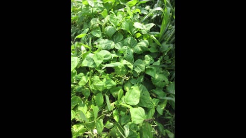 A Splash Of Purple Spotted Purple Beans Sept 2022