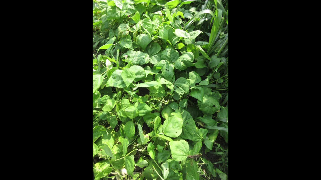 A Splash Of Purple Spotted Purple Beans Sept 2022