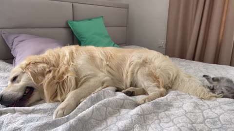 Kitten uses the tail of a Golden Retriever as a Toy