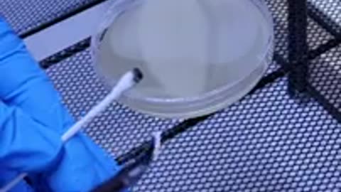 Inoculate agar using swab petals