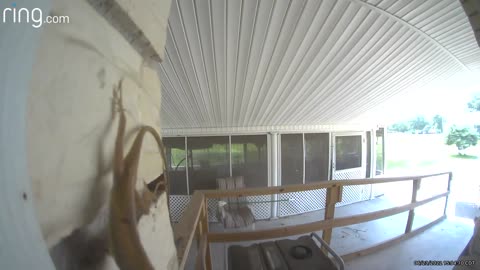 Lizard Tires to Eat Doorbell Cam