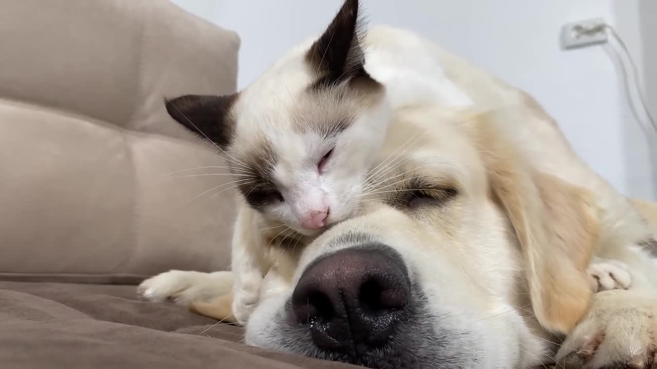 Can a Golden Retriever and a Kitten Love Each Other?