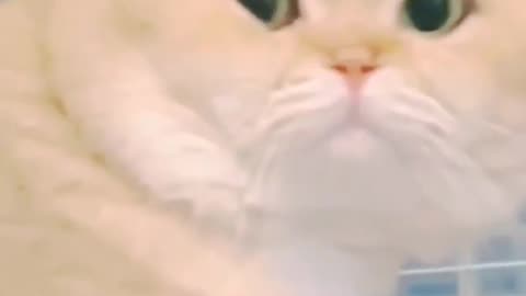 #Cats shorts 😁😁# Cats funny tiktok # Cats funny videos 😂#funny cat video 2023 #shorts #comedy