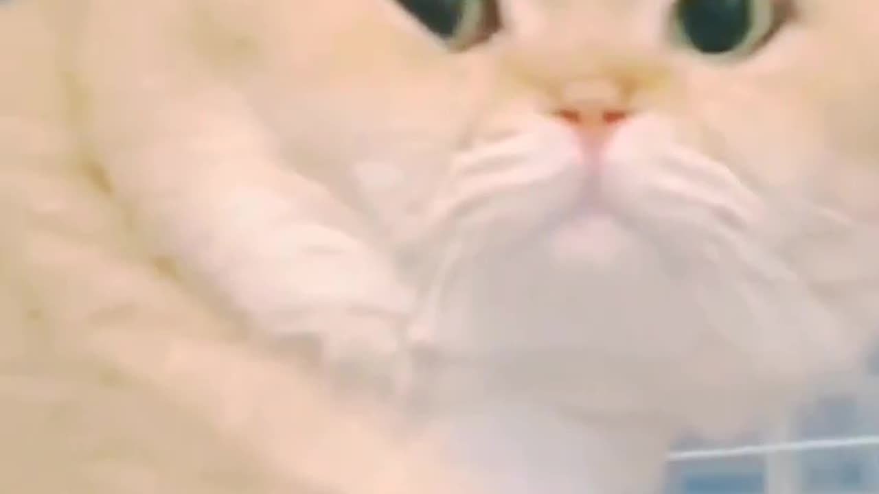 #Cats shorts 😁😁# Cats funny tiktok # Cats funny videos 😂#funny cat video 2023 #shorts #comedy