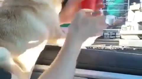 Pug Ordering Some Whipped Cream From Starbucks
