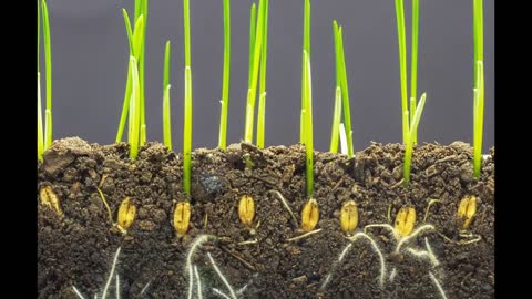 I Could Watch Time Lapses Of Seeds Growing All Day