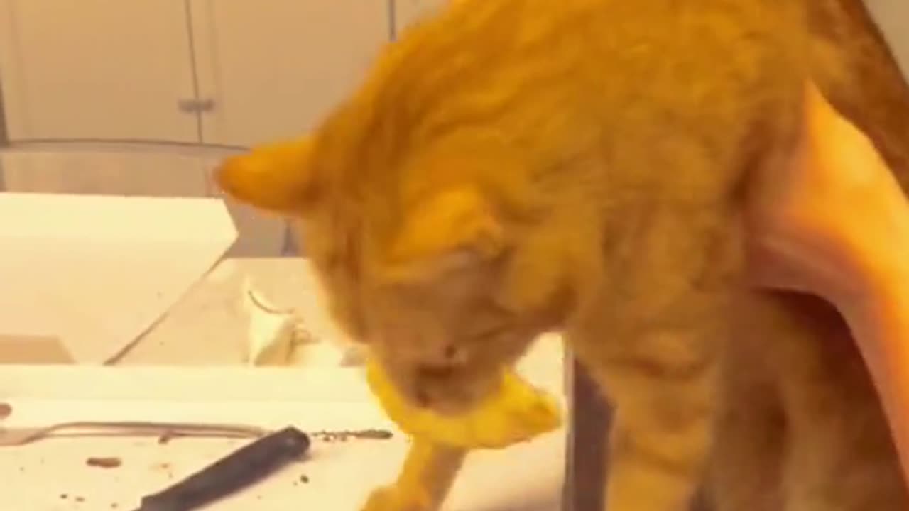 funny video 4