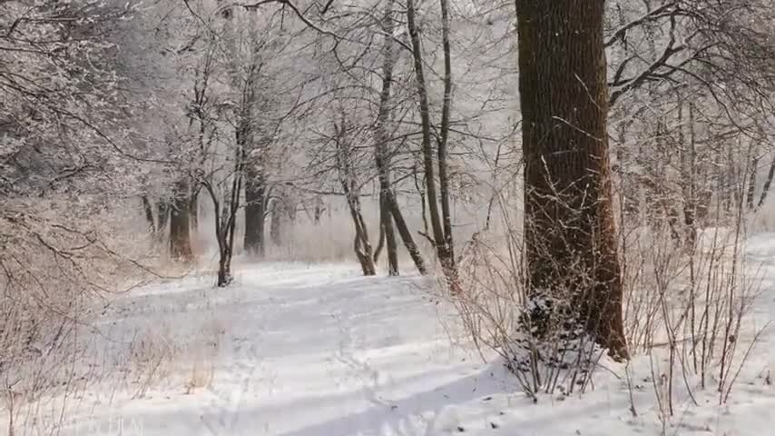 Snow Winter 4K Relaxation Film Meditation Relaxing Music