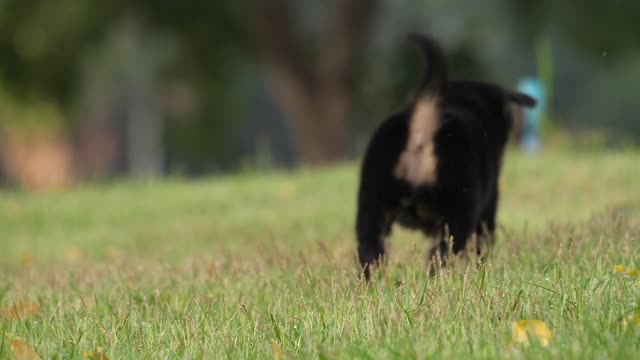 Lovely puppy running in nature