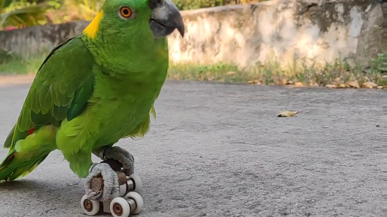 Parrot Shows Off Roller-Skating Skills