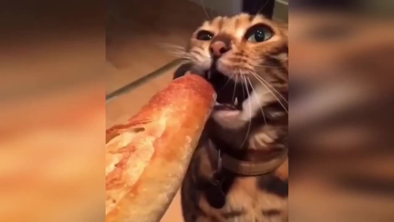 Funny Animals #5