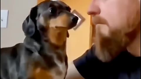 Dogs 
