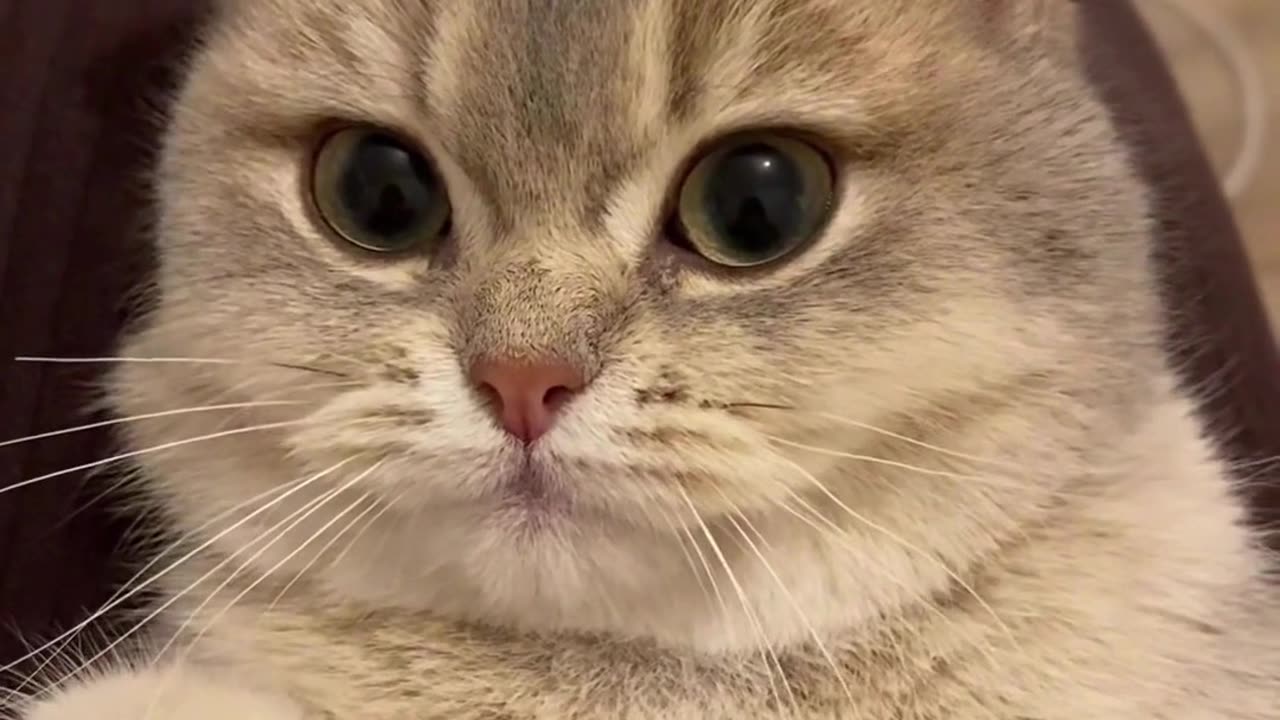 Fall In Love With Cat Funny Video Cat Funny Video And Love - How They Are The Same