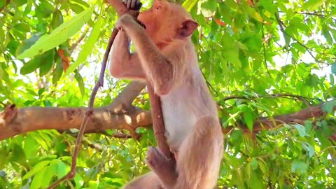 Funny video monkey 2023 cute cute ,Funny animals