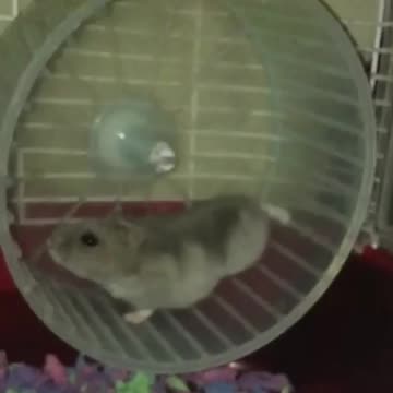 Hamster Wheel slow Motion