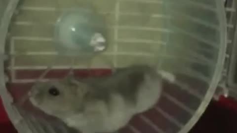 Hamster Wheel slow Motion