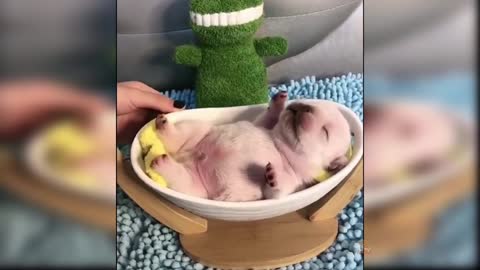 Baby Dogs: 29 Funniest and Cutest Dog Videos | Aww Animals