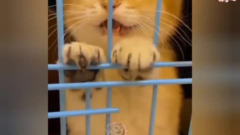 anak kucing meong-meong _ anak kucing meow _ bunyi anak kucing meow 😻