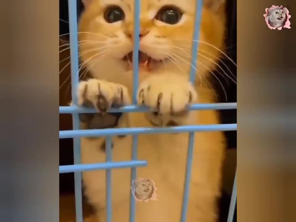 anak kucing meong-meong _ anak kucing meow _ bunyi anak kucing meow 😻