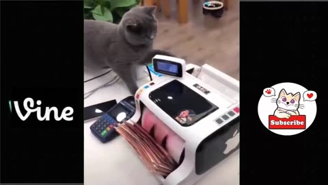 very funny animal video, please don't laugh 🤣🤣