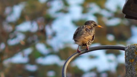 The oldest GARDEN BIRDS! How long can garden birds live for