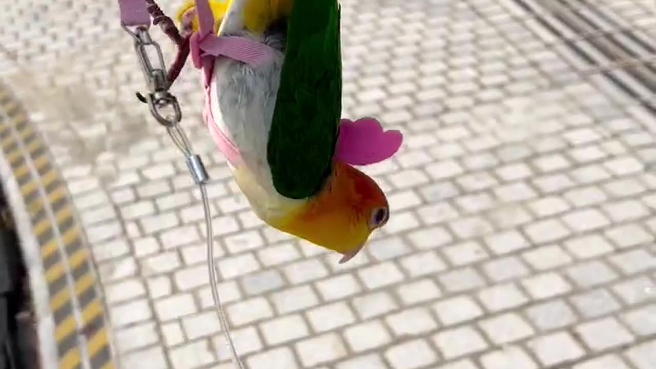 Funniest bird 😂 | funny bird | funniest moments