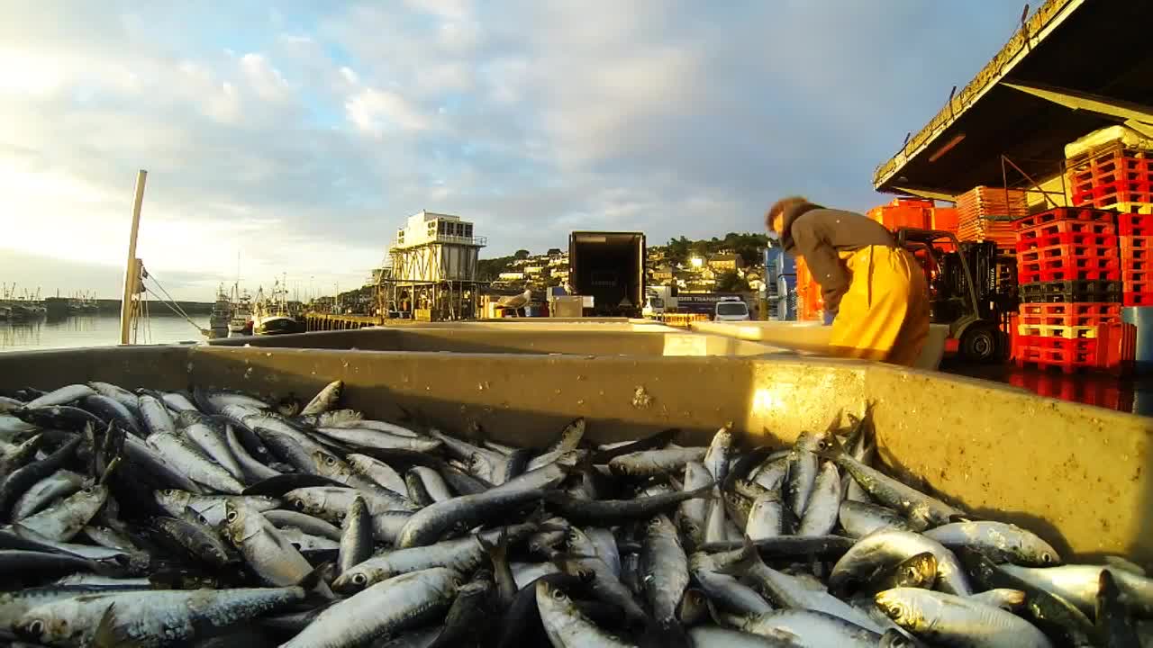 Serene Dawn landing Cornish sardines in Newlyn