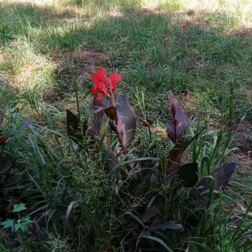 Beautiful poop flowers!