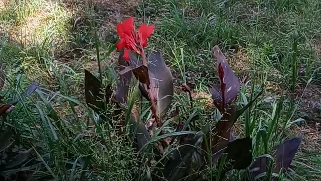 Beautiful poop flowers!