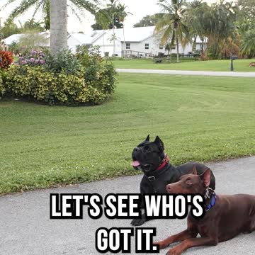 Testing a Doberman and Cane Corso’s Brakes