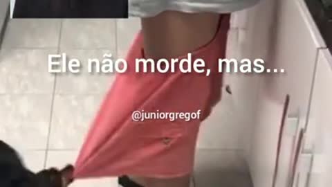 Que cachorrinho danado kkkkkk | vídeos engraçados tente não rir tik tok