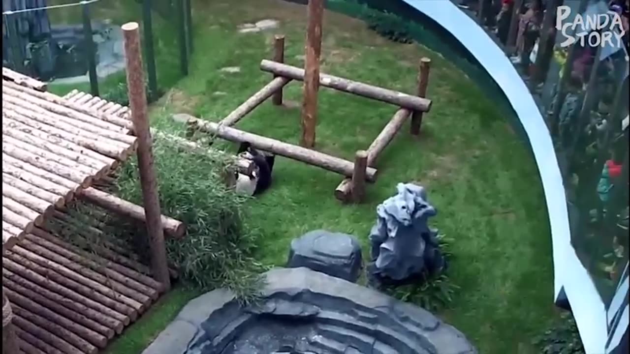 Panda Funny Moments - Panda Video - Panda Funny Compilation