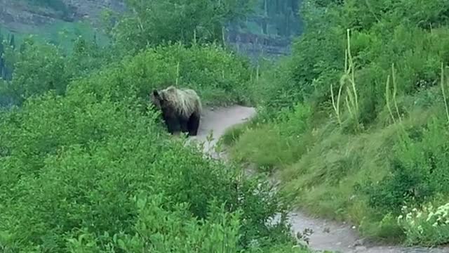 This was the highlight of my trip to Glacier National Park