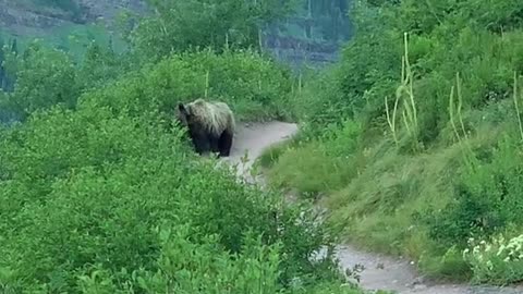 This was the highlight of my trip to Glacier National Park