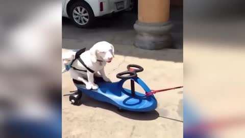 Funny animals 2022 - Cute dogs and cats doing funny things